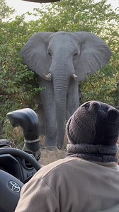 The perfect kind of close encounter. ⁣ ⁣ Guides will always try their best to give animals lots of space, but sometimes wildlife comes to you – at which point it's all about understanding an animal's behavior and treating it with respect. ⁣ 📍 Selinda Game Reserve, Botswana 🇧🇼 🎥 Great Plains Conservation x Neil Galbraith | African Travel, Inc