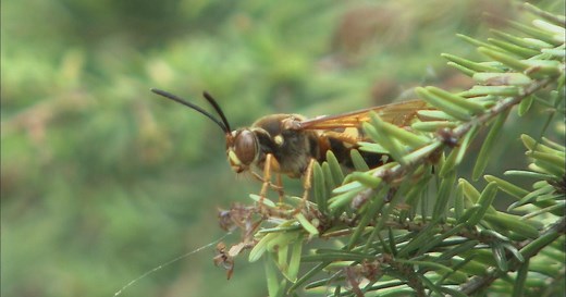 The Wisconsin Gardener:Cicada Killer Giant Wasps Season 20 Episode 4