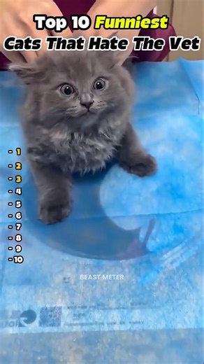 Top 10 Funniest Cats That Hate The Vet #funnycats #cats #catlovers
