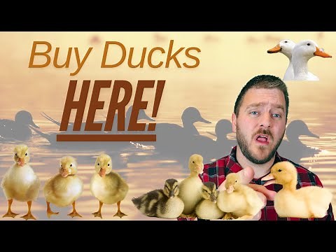 Where to Buy the Cheapest Ducklings Online in 2025: 6 Hatcheries Compared!