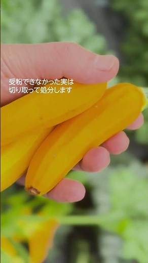 ズッキーニの種まきから収穫・調理まで44日の軌跡（ショートヴァージョン）【育て方】【家庭菜園】【初心者】【レシピ】【人工受粉 】 #shorts