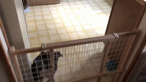 5.2K views · 39 reactions | Teach your dog not to jump on things by doing what I did in this video with this over-excited puppy that wasn't exercised and was happy to see me. Need help with your jumpy puppy call Jeff at 301-231-1907 | Best Buddy Dog Trainer, LLC | Facebook