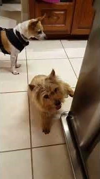 Norwich Terrier with Paroxysmal Dyskinesia