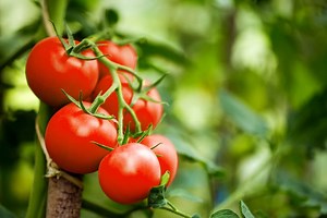 10 Best Tomato Fertilizers To Grow More Tomatoes - The Gardening Dad