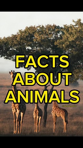 1.9K views · 22 reactions | PART 1: Facts about Animals #dogs | Bailey’s LAB | Facebook