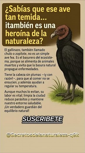 Gallinazos: los héroes ocultos que limpian nuestra ciudad #aves #naturaleza #ecología #animales