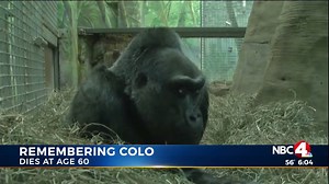 The Columbus Zoo and Aquarium is mourning the death of Colo, the first gorilla born in captivity. She will be missed. http://nbc4i.co/2iCYCAE | NBC4