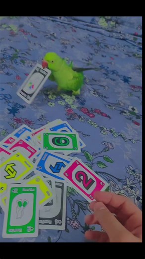 ميعرف يلعب ويزعل اذا خسر 😒#الشعب_الصيني_ماله_حل😂😂 #حيدر_ايهاب #fyp #foryou #foryoupage