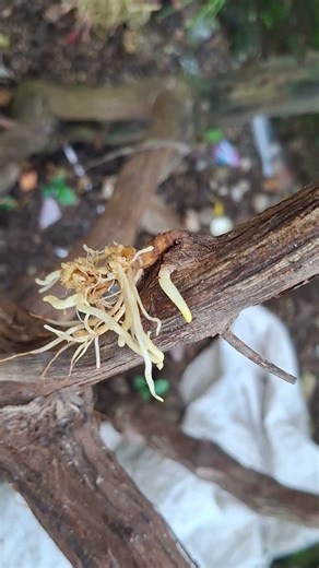 Growing grapevine roots in a unique way