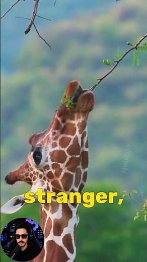 Amazing Giraffe Facts You Never Knew | Weird Animal Facts