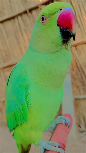#parrot Parrot sound | Mithu mithu | Green ringneck parrot talking 🦜 #talkingparot #worldparrotday