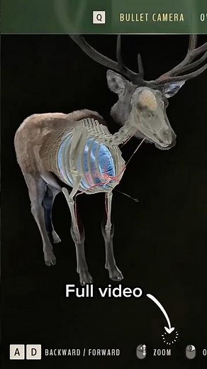 5 Star Red Deer | Way of the Hunter