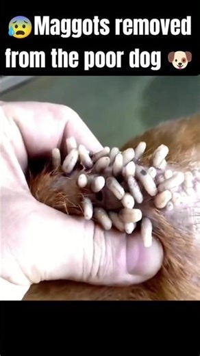 🐶😱 MAGGOT INFESTATION REMOVAL! 🪱 Vet Saves Dog’s Life ❤️ | Satisfying Rescue & Recovery 🐾