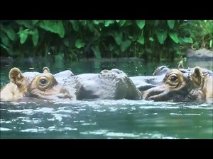 Zambezi River Hippo Camp Is Open!