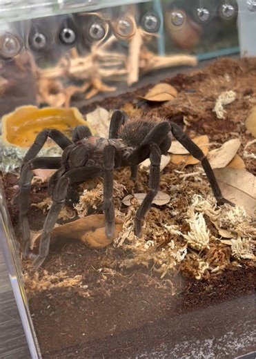 Rawr… #xenesthis #spidervibes #petspiders #tarantulapet #tarantulalove