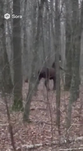 Real-Life Centaur: Fantasy Cosplay