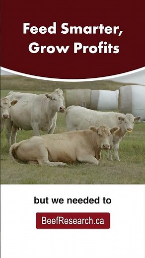 Feed cattle smarter and grow your profits