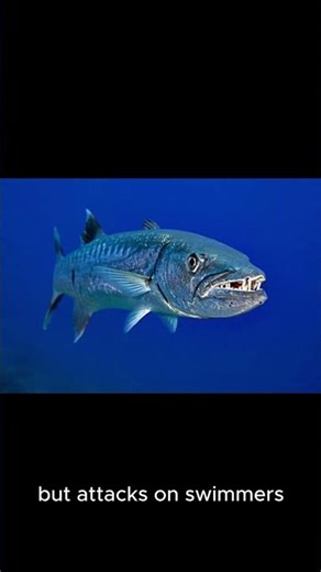Scared of Barracudas? #facts #marinemystery #marinelife