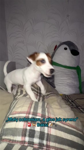 „Mały ochroniarz, a głos jak syrena” 🚨🐕 Baksi 🐶🐾❤️