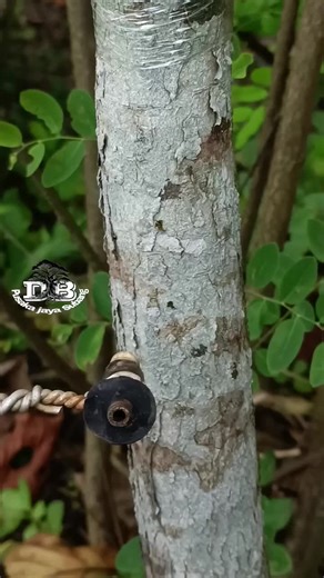 Simple Grafting Techniques for Bonsai Trees