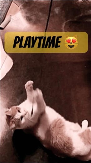 My cat's funny string hunting game 😻🎣 cutest playful cat ever!