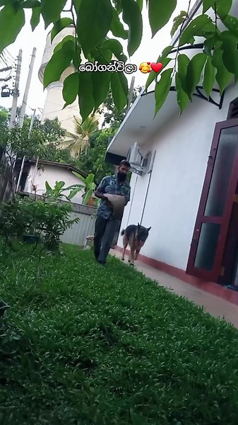 හෙළ bonsai on TikTok