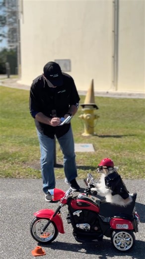 Did you know that to be road legal with a motorcycle you need to pass a Basic Rider Course AND get a cool new license showing your endorsement??? Well....now you do! 😎 #smilesfurmiles #nonprofit #kodathefluff (If you don't live in FL please check your local laws/guidelines) . . Thanks to Ride Smart Florida FDOT Central Florida for showing me how to get it done. Also for donating my custom motorcycle!!! The Volusia County Tax Collector was so awesome too -especially their fluffy Treasurer Gracie