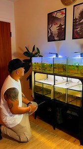 33K views · 840 reactions | Mahachai Pattana  #betta #wildbetta #ปลากัด #cupang | Wild Betta Denmark | Facebook