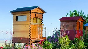 30K views · 87 reactions | We're halfway through our Flow Hive 2 pre-sale! There's a limited quantity available on Indiegogo at a special price, and they're going fast. | Flow Hive | Facebook