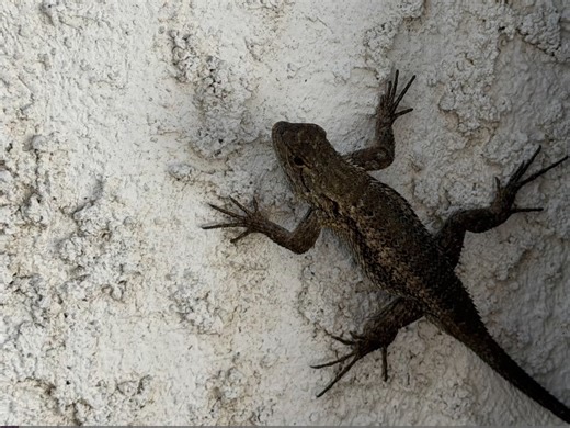 Alligator Lizard Activity Picks Up Early Across SoCal Due To Heat: Report