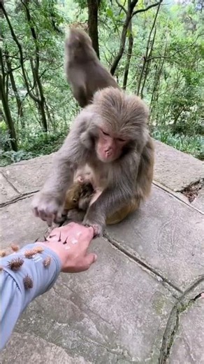 🐒 Funny Prank on Monkey Gone Wrong! 😂 | Pranking a Monkey – You Won't Believe What Happened! 🐵 #love