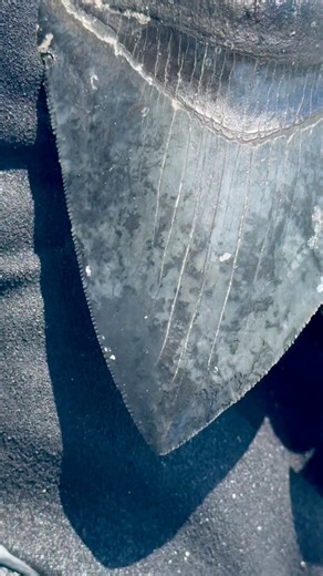 22K views · 478 reactions | Probably my favorite megalodon shark tooth found so far scuba diving on Black Gold Fossil Charters after the visibility finally cleared up following a big hurricane a while back | SHRKco | Facebook