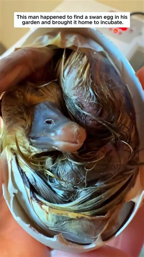 A Man Unexpectedly Found a Swan Egg in His Garden and Took It Home to Incubate.