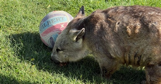 National Zoo celebrates Wombat Day with Poppy leading the way | Region Canberra