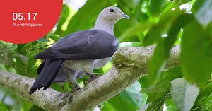 1.4K views · 93 reactions | Ursula Island in Palawan is a bird sanctuary with rare species of birds like the grey Imperial-pigeon and the Mantanani Scops-owl. Tourists can only visit the area after securing approvals from the Provincial Environment & Natural Resources Office of Palawan. Plan a visit and check it out on Google Maps. https://goo.gl/bjAD0f #WanderlustWednesday #LovePhilippines Photo credit: Totic Failana Photography and Rommel M. Cruz/WILD Expeditions Palawan | Google | Facebook