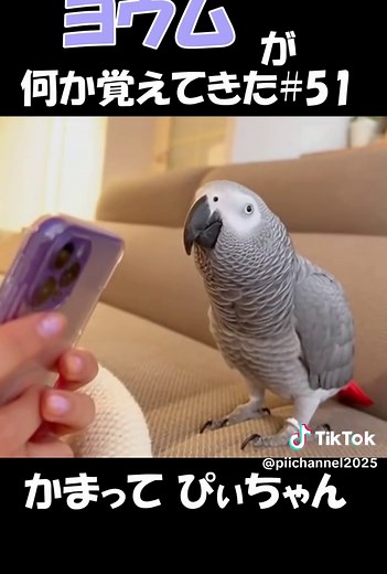 ヨウムのぴぃちゃんの魅力