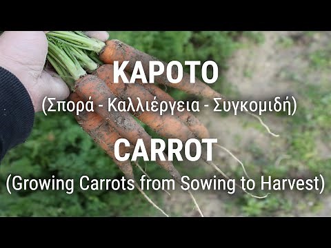 CARROT (Growing Carrots from Sowing to Harvest)