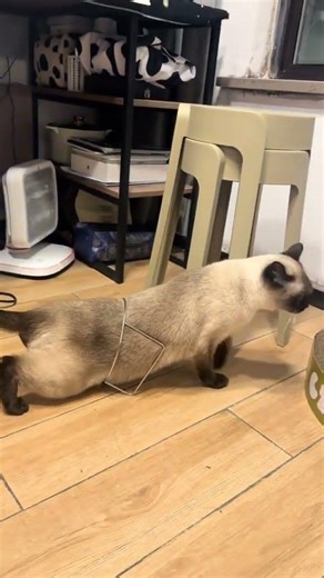Cute Siamese Kitten Playtime
