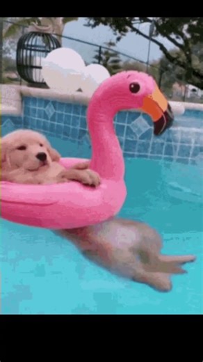 why eye get red in the swimming pool. #facts #factoholic #factogod #shortvideo