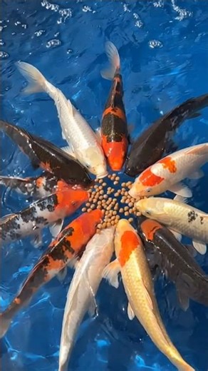 Koi Fish Frenzy! Watch What Happens When Food Hits 😳