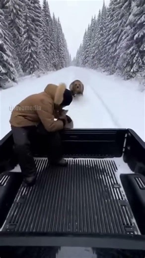 Arctic Survival: Fawn Leaps Into Moving Truck to Escape Grizzly BearYukon Territory, Canada –