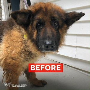 Meet Cinder, one of 54 German Shepherds rescued from a Maryland puppy mill a year ago. Cinder has since been adopted into a loving home where she’s finally living the life she deserves. 💙 Dogs like Cinder are the reason we fight to stop puppy mills. Your support is the reason we can. 🙏 | Humane World for Animals
