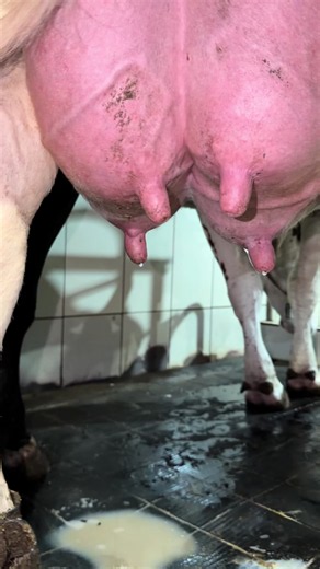 Manejo e genética na Fazenda Boa Vista: resultados dia após dia