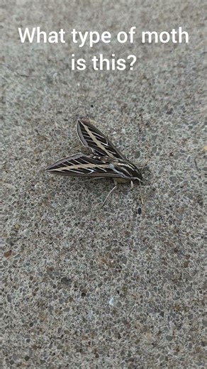 What type of moth is this?