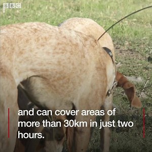 238K views · 1.2K reactions | Hunting the hunters: the US pack dogs taking on the poachers in South Africa. | BBC World Service | Facebook