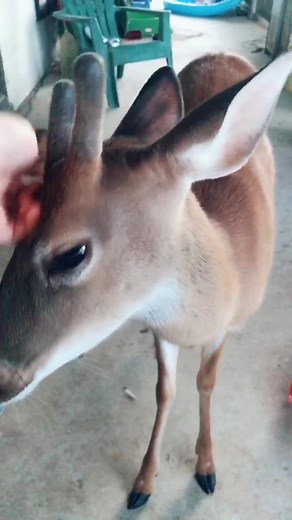 Tick update 😂 #fyp #foryou #foryoupage #copperthadeer #deer