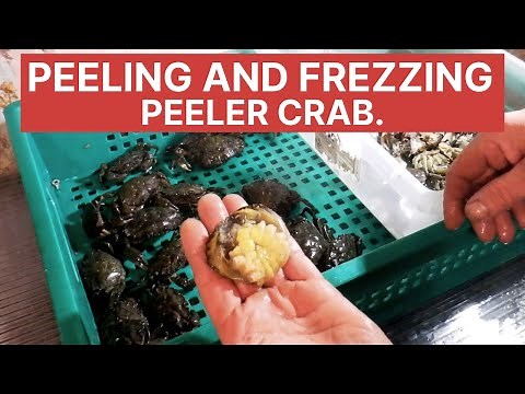 Collecting and freezing Peeler Crabs 🦀 sea fishing bait.