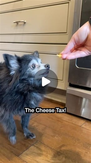 Puppy Songs | Just over a year ago, Mar Pup gave us this song. It was the 155th Puppy Songs song, written and produced alongside its 2 sibling songs... | Instagram