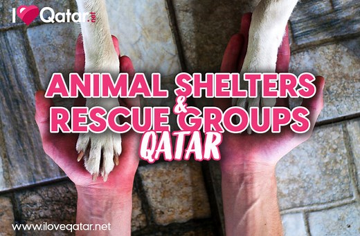 Animal shelters & rescue groups in Qatar