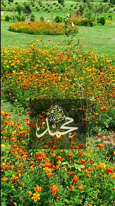 Beautiful view of Pahalgam Garden #explore #nature #best 🩷💗😘 | Explore Pogal Paristan